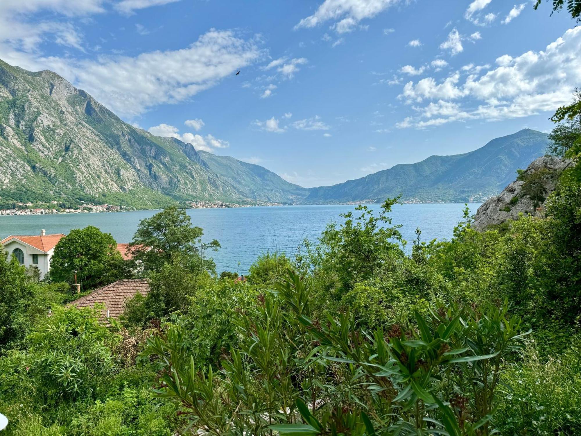 Olea Orahovac